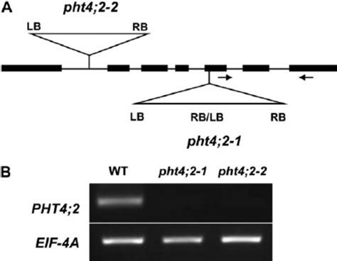 Molecular Characterization Of Pht T Dna Insertion Mutants A Scheme