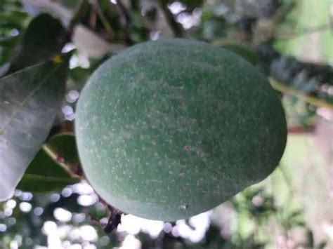 Mango, Packaging Size: 24 kg at Rs 21/kg in Malda | ID: 23420647912