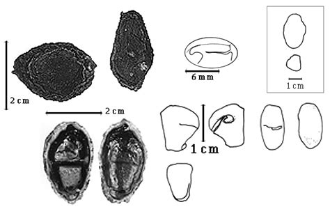 lecointea fabaceae fruits  seeds