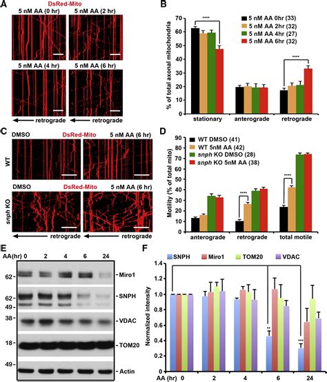 Releasing Syntaphilin Removes Stressed Mitochondria From Axons