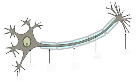 Neuron Diagram Labeled With Functions