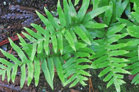 J Polypodium Californicumrpbg Polypodium Cal Flickr