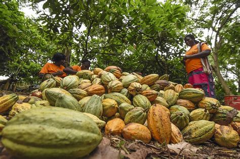 ¿de Dónde Viene El Cacao Del Chocolate Que Comemos Expreso De Tuxpan