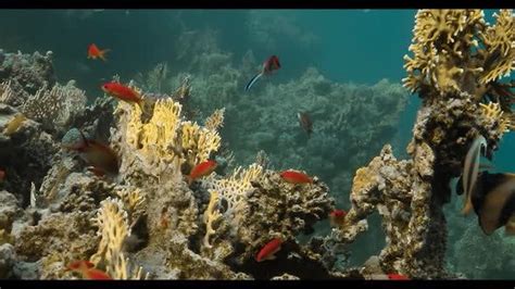 Fish Shoal 4K, Nature Stock Footage ft. animal & colony - Envato Elements