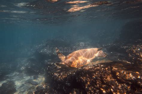 Green Sea Turtle Swimming Underwater In A Blue Ocean Wildlife Concept