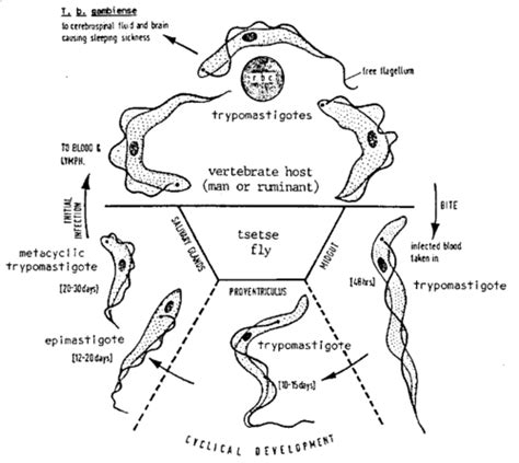 Parasites African Trypanosomes Flashcards Quizlet