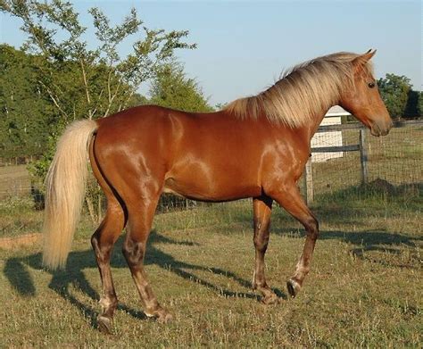 62 best horse colors - chocolate, silver bay, etc images on Pinterest | Horses, Beautiful horses ...