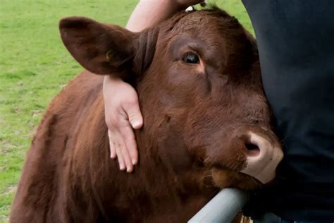 Do Cows Bond With Humans 5 Ways Cows Clearly Show Affection