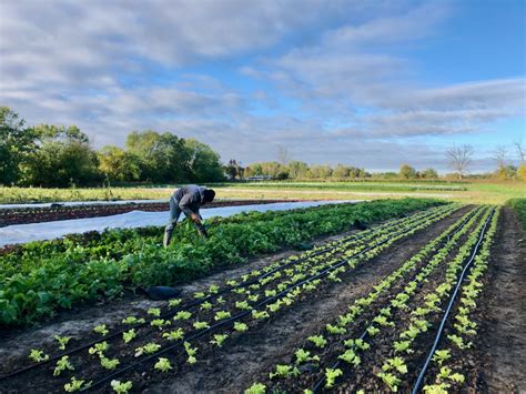 Farm Job Toronto Ontario Joyfully Organic Farm Fall Staff