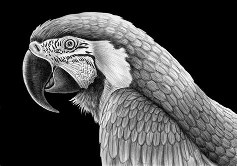 Detailed Animal Drawings Using Only Ink Twistedsifter