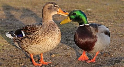 How To Sex Ducks And Ducklings What Works And What Doesnt — Raising Ducks