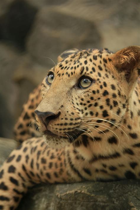 A Close-Up Shot of a Leopard · Free Stock Photo