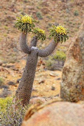 Threebranched Halfmens Pachypodium Namaquanum Inflorescence Habitat