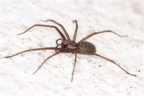 Identify And Control Common Spiders Senske