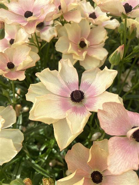 Ranunculus Butterfly Hestia Buy Ranunculus Corms Dutchgrown™