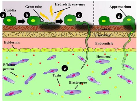 Overview of the infection process of entomopathogenic fungi ... 