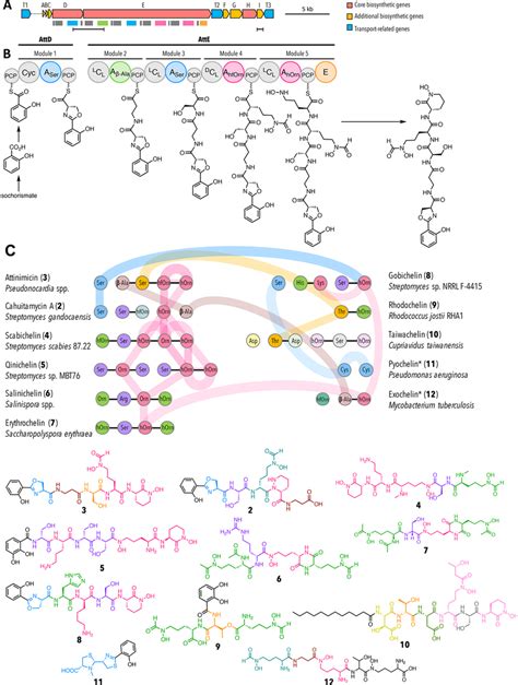 Bioinformatic Analysis Of The Putative Attinimicin Biosynthetic Gene