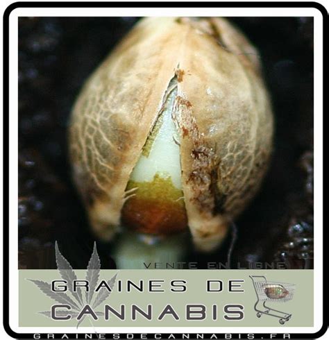 Germer Les Graines De Cannabis