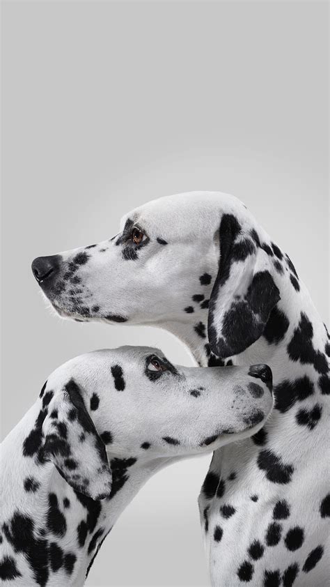 Dalmatian Wallpaper (55+ images)