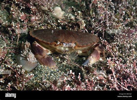 Edible Crab Cancer Pagurus Rocky Seabed Stock Photo Alamy