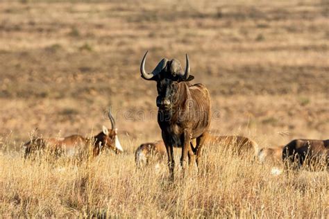 Black Wildebeest stock photo. Image of horns, plain - 158398562