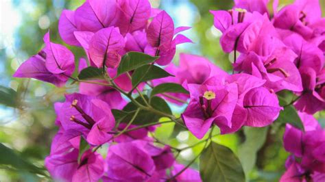 Bouganville MAI Fiori Il Motivo E Come Evitare Che Capiti Ancora