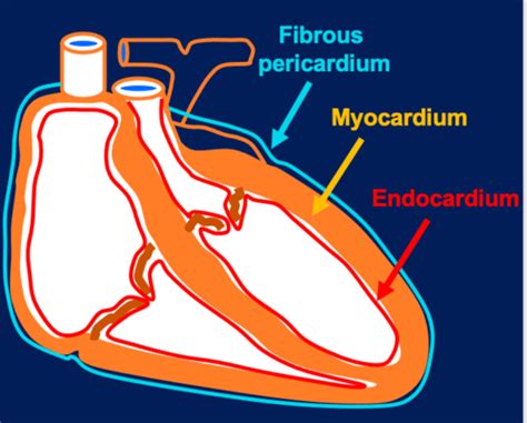 Week Introduction To Main Structures Of Thorax Liv Flashcards Quizlet