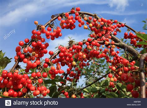 Prunus Cerasus Tree High Resolution Stock Photography And Images Alamy