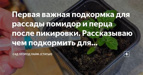 Первая важная подкормка для рассады помидор и перца после пикировки ...