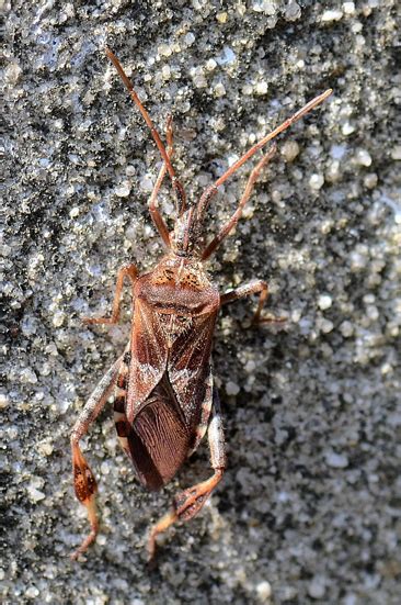 Western Conifer Seed Bug Leptoglossus Occidentalis Bugguide Net