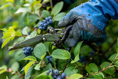 Mastering the Art of Pruning Blueberry Bushes for Optimal Yield ...