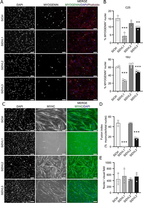 Knockdown Of Dvl Or Dvl Retards Myogenic Differentiation In Human