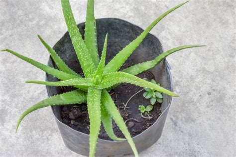 Die Haltung der Aloe vera » So gedeiht sie bestens