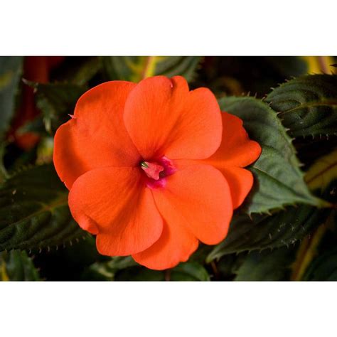 Sunpatiens 1 Gal Compact Orange Sunpatiens Impatiens Outdoor Annual