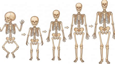 Quantos Ossos Tem O Corpo Humano Infantil - Quantos ossos existem no corpo humano e qual a função do esqueleto ...