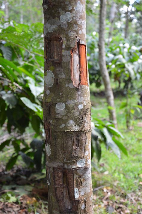 Cinnamomum Cassia Tree