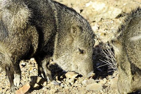 Javelina Stock Photo Image Of Mammal Mouth Snout Javelina 12434506