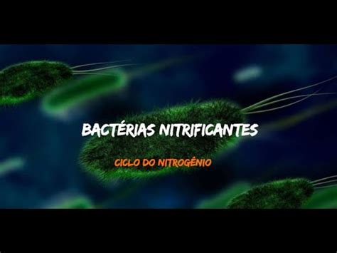 Bactérias Nitrificantes YouTube