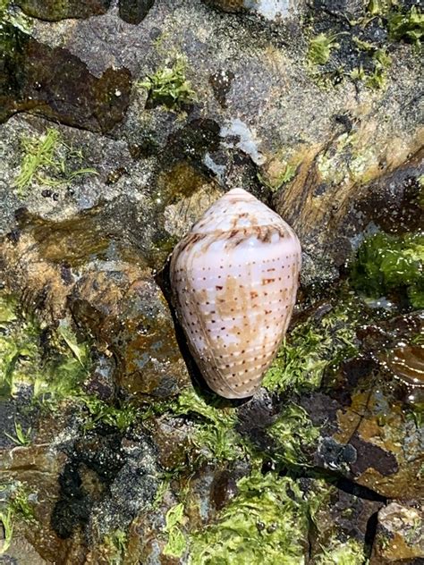 Coronated Cone From Yuraygir National Park Barcoongere NSW AU On