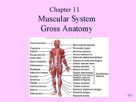 10 1 Chapter 11 Muscular System Gross Anatomy