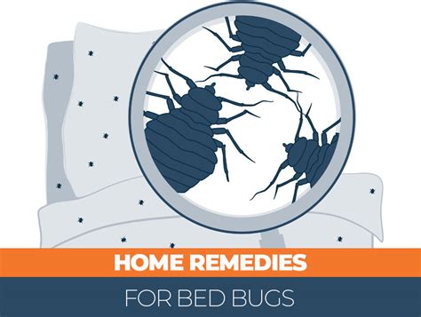 Homemade Bed Bug Remedies How To Repel And Get Rid Of Them