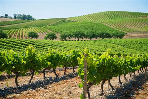 Vin découvrez le vignoble de la Vallée du Rhône