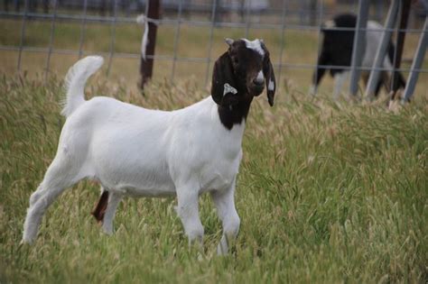 674 American Purebred Boer Doe For Sale Located At Pond De Rosaboer