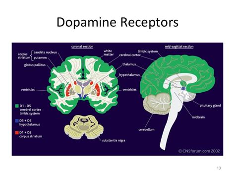 Neurotransmitter Dopamine