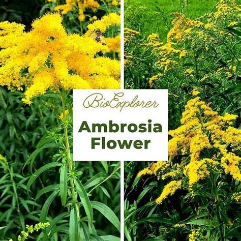 Ambrosia Flowers | Ragweeds | Asteraceae Flowers | BioExplorer.net