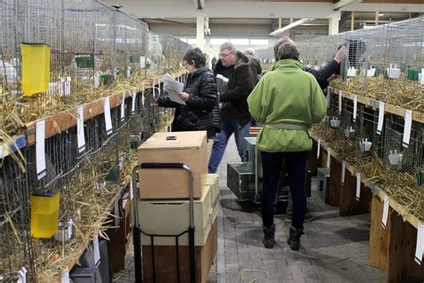 Impressionen Bundes Kaninchenschau In Kassel