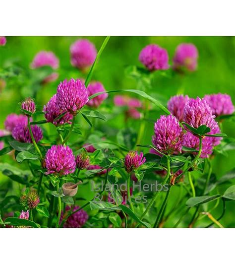 Red Clover Herb Organic Trifolium Pratense Island Herbs And Spices