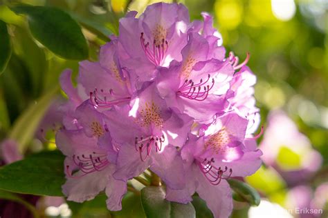 My rhododendron in bloom on Behance