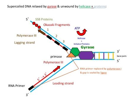 Dna Replication