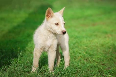 Premium Photo Mixed Breed Beautiful White Dog Mutt Outdoor In Summer